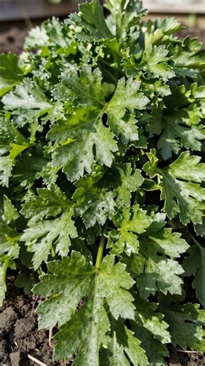 Parsley's Secret Power!\n#healthbenefits #parsley #nutrition