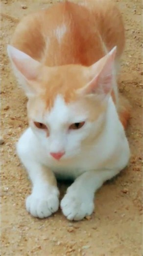cute cat lovely moments😻 lovely mood🐈#cat videos #trending#shorts#viral #animal