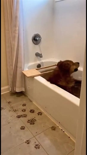 Bath Time Splash Fest! This dog turns bath time into a muddy splash fest! #fblifestyle #AI Generated using Kling AI . . . (For entertainment purposes only. Consult professionals if guidance on activities is presented. No brand affiliation is implied if any are shown. If inspired by true events, creative adaptations may be included. Content may include public footage.) | Fabiosa Better World