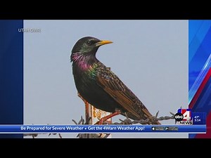 Why you see those giant flocks of birds in winter