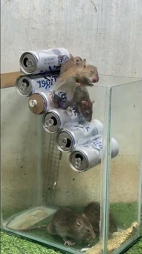 Homemade Mouse Trap Using Only Household Items! #rat #rattrap #mouse #mousetrap #diymousetrap #diy