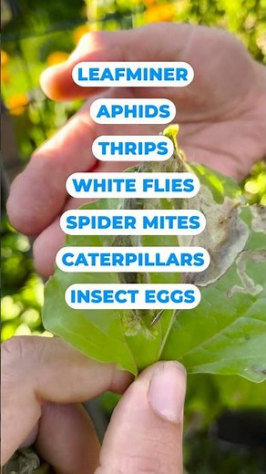 Lacewings: Garden Predators for Natural Pest Management