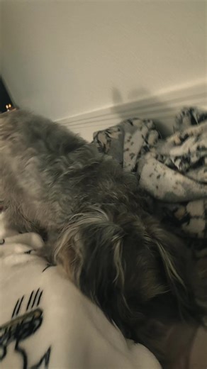 Josh Bofill jr (@josh.bofill.jr)’s videos with som original - 𝐊𝐍𝟕 🐉