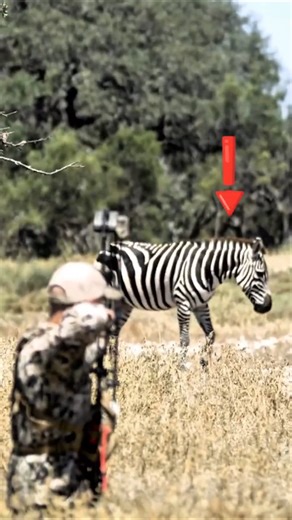 Zebra Hunting with Bow | Clean Archery Shot in the Wild#ZebraHunting#ArcheryHunting#BowHunting