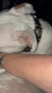 12K views · 650 reactions | Mornins and happy Fursday. We can’t posties much acuz we is havin some power problems at home and can’t charge da fonie much. It works den it goes out, den it works again. Circuit breakers are not popping but we did replace dem all yesterday to bees safe. Mommy can’t takies today off so we will have to sees what we can does dis Friday. Hopin dis isn’t how 2024 is goin to bees acuz we didn’t likies 2023 hahaha | Rufus the Cancer Pitty | Facebook