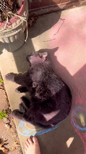 Black Cat Boo rolls in chalk. Does he like the concrete or the octopus? Yes.