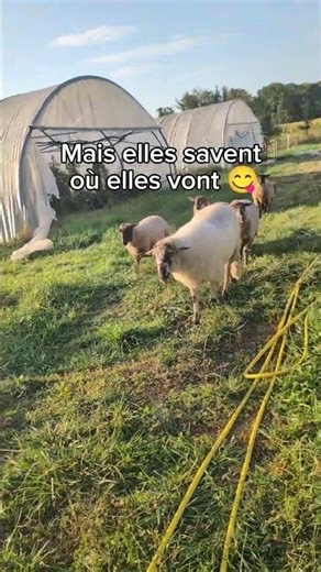 Ils sont pires que des chiens 🐏🤣 #mouton #animaux #nature #maraichagebio #jardinage