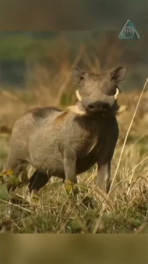 How warthogs trick lions!!!