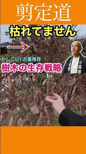 Huh? Is it dead? How to tell and the clever survival strategies of trees explained #pruning #gard...