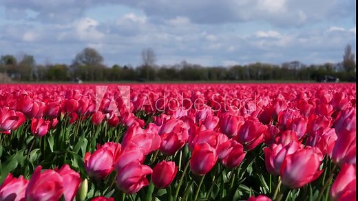 Field of vibrant red tulips. Panorama of colorful tulip fields in Holland, Netherlands. Traditional tulip plantations in the Netherlands