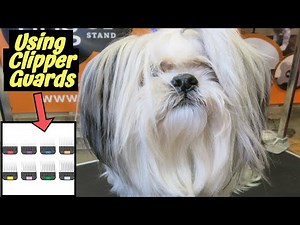 Using Clipper Guards On A Shih tZu