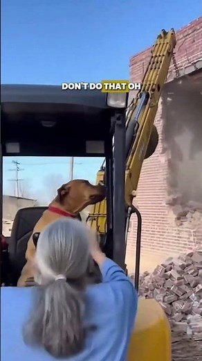 Dog Operates a Wrecking Ball Machine?! 😂