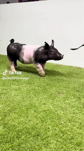 Upcoming Online Pig Sale on Showpig.com