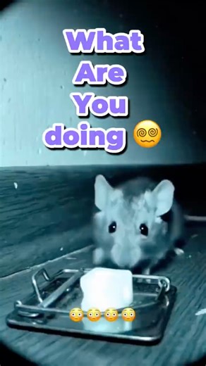 Mouse 🐁 doing? 🤔🤔 #funny #memes #shorts