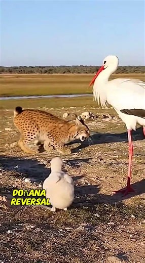 White Stork Stops Lynx