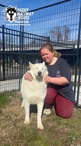 Neo may look like a stoic, independent husky, but don’t let that serious face fool you—this boy is soaking up every second of attention you give him. He’s not going to demand it, and he’s not going to throw himself at your feet, but if you take the time to earn his love, you’ve got yourself a ride-or-die. Just... at a bit of a distance. Neo is about two years old, originally from California, and while he does just fine in the packs, he doesn’t need them. He’s not looking for a playgroup or a bes