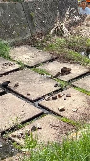 Khi bạn nhỏ con nhưng "máu mặt": Chuột út rượt Quạ chạy té khói! #animals #dongvat #wildlife #birds
