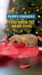 Puppy training can be messy and exhausting, but the effort pays off. Don’t aim for perfection; focus on progress and the bond you’re building. Celebrate the small wins and keep going. You’ve got this, we promise it’s worth it. #McCannDogs #McCannMethod #puppytraining #puppyobedience #newpuppy #firsttimedogowner | McCann Professional Dog Trainers