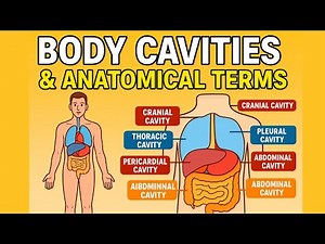 Unit 1: Anatomical Terms & Organisation of Human Body | Anatomy and Physiology Explained