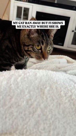 From smart to genius — the all-new Fi Mini is changing pet parenting forever. | Fi