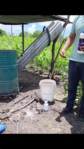 #manabi_ecuador🇪🇨 #fyp #viral #campo #agricultura Microvit Magia Negra Inicio la mejor opción para tu cultivo en desarrollo 🌱🌽💯✅🫰