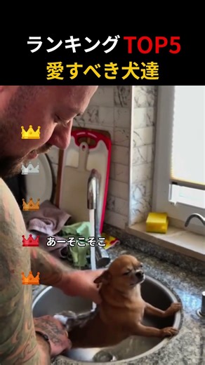 愛すべき犬達Top5