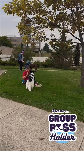 1.8K views | If your dog is reactive, anxious, spicy, or just needs...