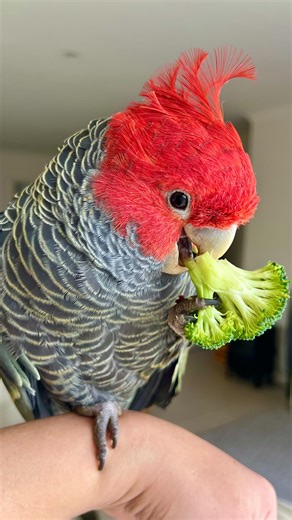 Mr. Chester and his fave Brocco 🙂 He loves his veggies especially broccoli 🙂 #healthyfood #veggies #broccoli #parrotsofinstagram #pets #melbourne #petstagram #animalsofinstagram #parrot #parrotlovers #parrots_life #chestercockatoo #cockatoo #ganggangcockatoo #ganggang #bonding #cyanmacaw #bubbacyan #bubbacyanmacaw #macaw #bluegoldmacaw #pet #petparrot #australia | Mr. Chester, The Gang-gang Cockatoo