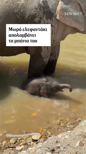 🐘 Το ελεφαντάκι ευχαριστιέται το μπάνιο του