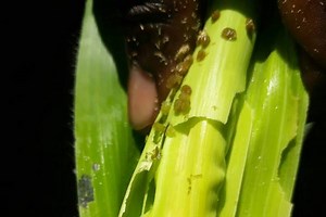 MSU scientists lead effort to bring fall armyworm management to farmers