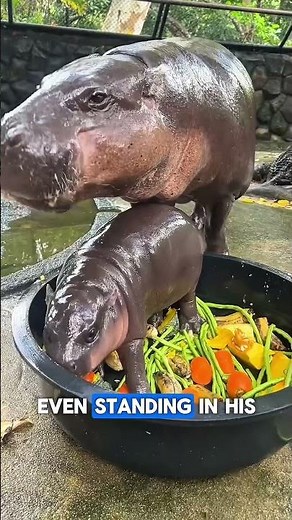 The blushing cheeks and funny antics of this little hippo are adorable #trending #videoshorts