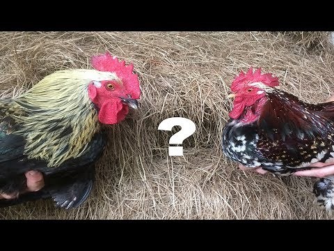 What Is The Difference Between Bantams And Standard Size Chickens?