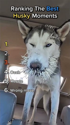 Ranking The Best Husky Moments