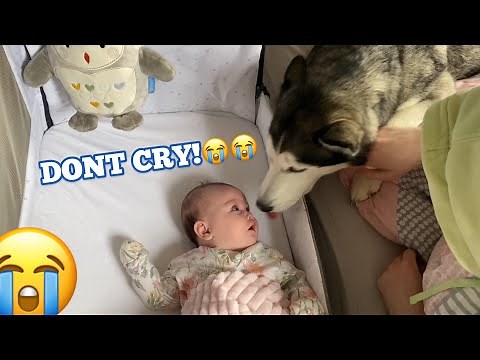 Husky Breaks Into Room To Do Everything She Can To Stop Baby Crying!! [CUTEST VIDEO EVER!!]