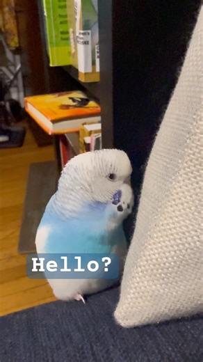 Chatty parakeet #talkingparakeet #talkingbudgie #budgie #budgiesounds #cute #cutebird