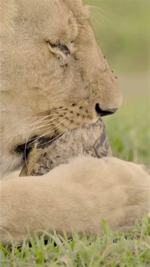 Lioness tries her luck with a leopard tortoise