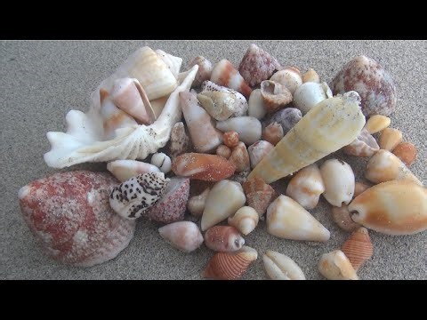 Many colorful seashells were found on the beach
