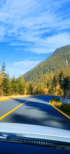 Scenic Drive Through Coniferous Forests