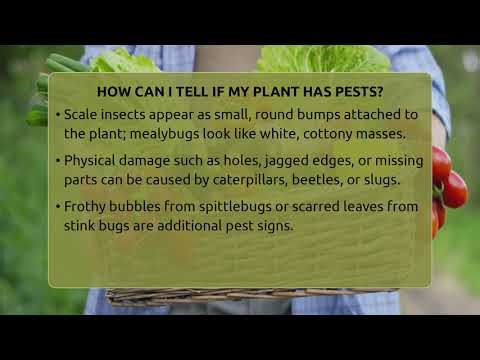 How Can I Tell If My Plant Has Pests? - The Plant Enthusiast
