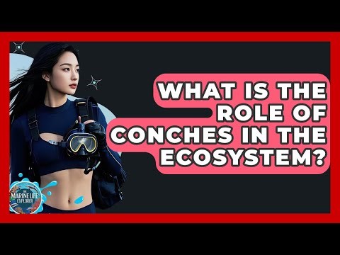 What Is The Role Of Conches In The Ecosystem? - The Marine Life Explorer