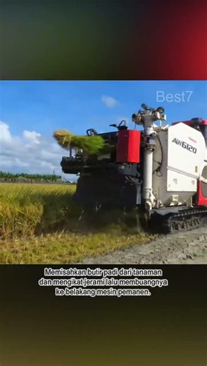 DARI BIBIT PADI MENJADI NASI #shortsviral