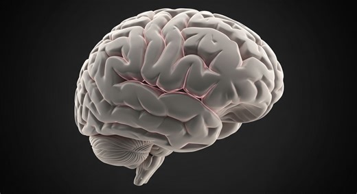 Le schéma cerveau humain qui révèle tout