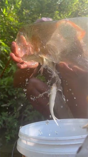 We Survived Ancient Fishing Techniques #primitivetool #primitivesurvival #primitivewildlife