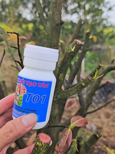 Kích chồi tạo tán cho mai vàng đẹp mắt