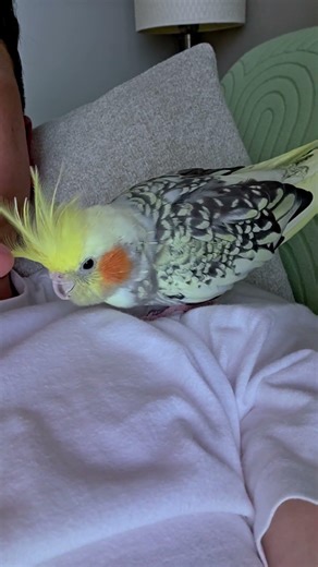 You and I ! 행복한 일들만 #왕관앵무새 #반려동물 #birds #cockatiel #korea #parrot #cute #sunday