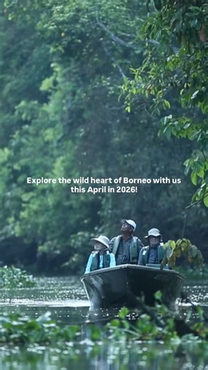 ORYX Photo Tours on Instagram: "Deep in Borneo’s rainforest, moments like this still exist. Orangutan infants clinging to their mothers, rare mammals moving silently through the canopy, and birds flashing colour in the shadows. One of the world’s most biodiverse rainforests — ancient, fragile, and unforgettable. This is Borneo. 📍 Borneo – Rainforest Mammals & Birds Photo Tour 2026 🗓 28 April – 10 May 2026 👥 Small group | Led by ORYX Leader Dale Morris 💰 USD 14,250 per person sharing — save U