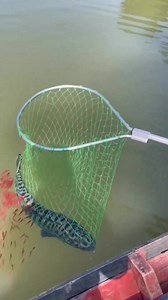 Snakehead fry Followed close to their Mom after she was caught! | AKVARYUM Bilgi Paylasim