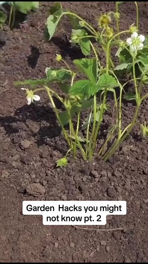 Genius Gardening Hacks You Might Not Know Part 2