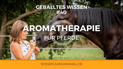 Aromatherapie für Pferde: Eine alte Heilkunst neu entdeckt