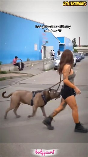 🇩🇪🇩🇪🇩🇪Walking the dog on the street🐕💜💯#malinois #germanshepherd #doglove #pets #dog #dogtraining #k9